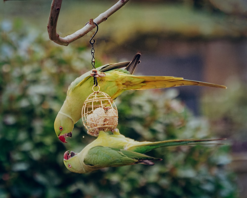 a couple of birds that are standing in a tree