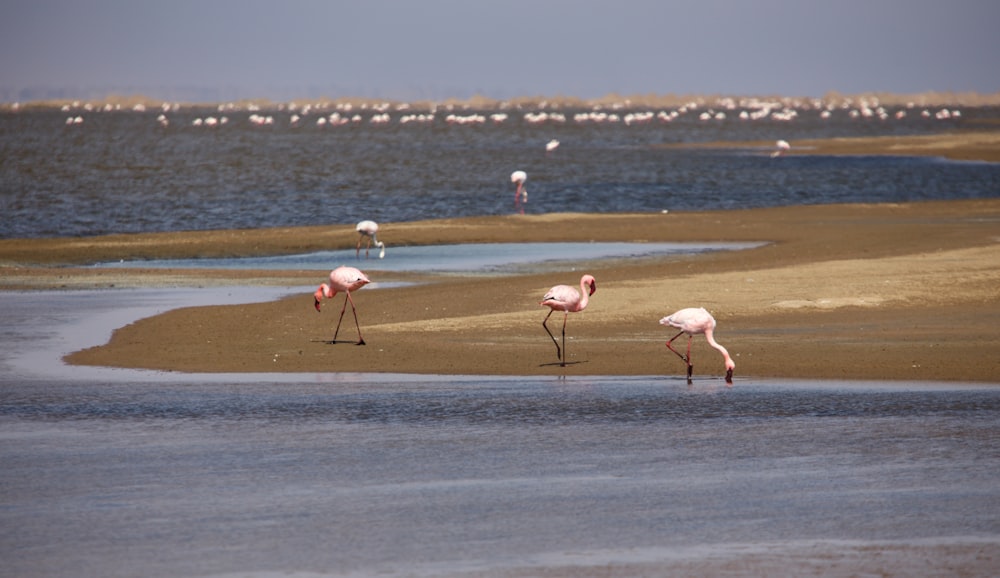 a group of flamingos standing on top of a sandy beach