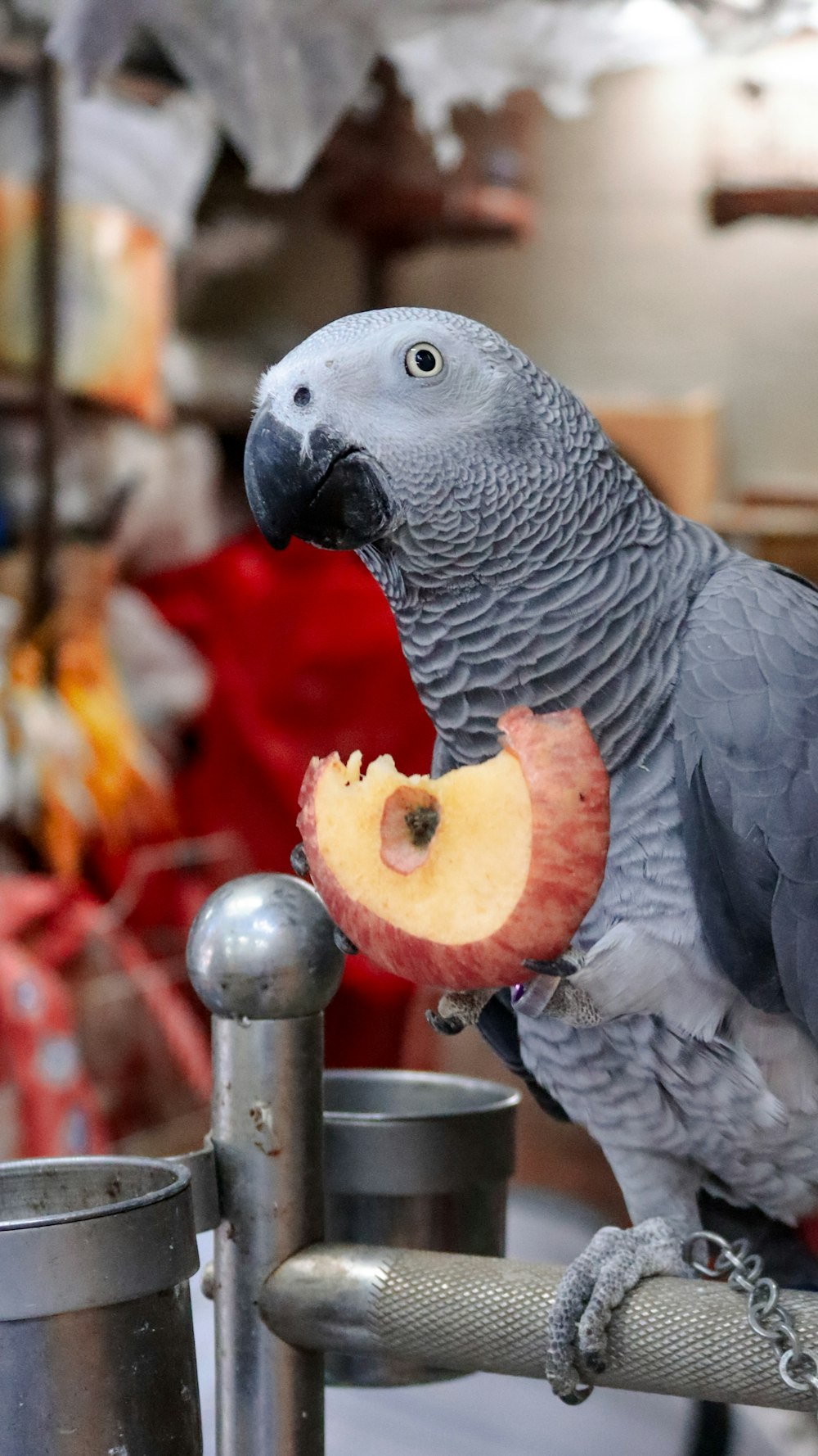 Ein Papagei sitzt auf einer Stange und isst einen Apfel