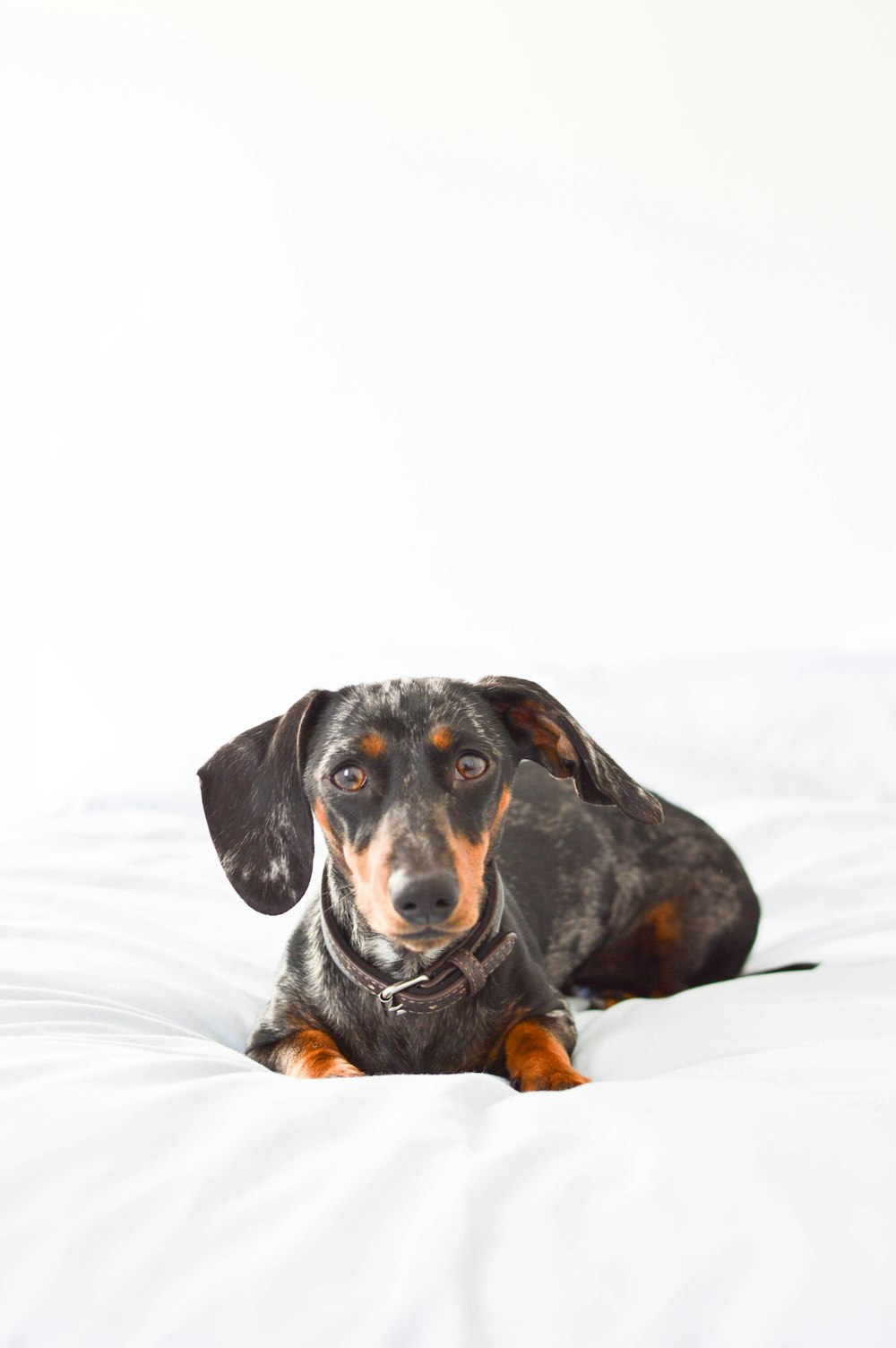 a black and brown dog laying on top of a bed