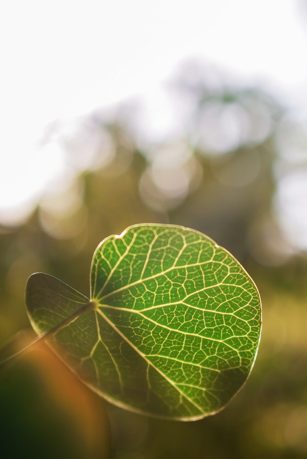 a close up of a green leaf on a sunny day