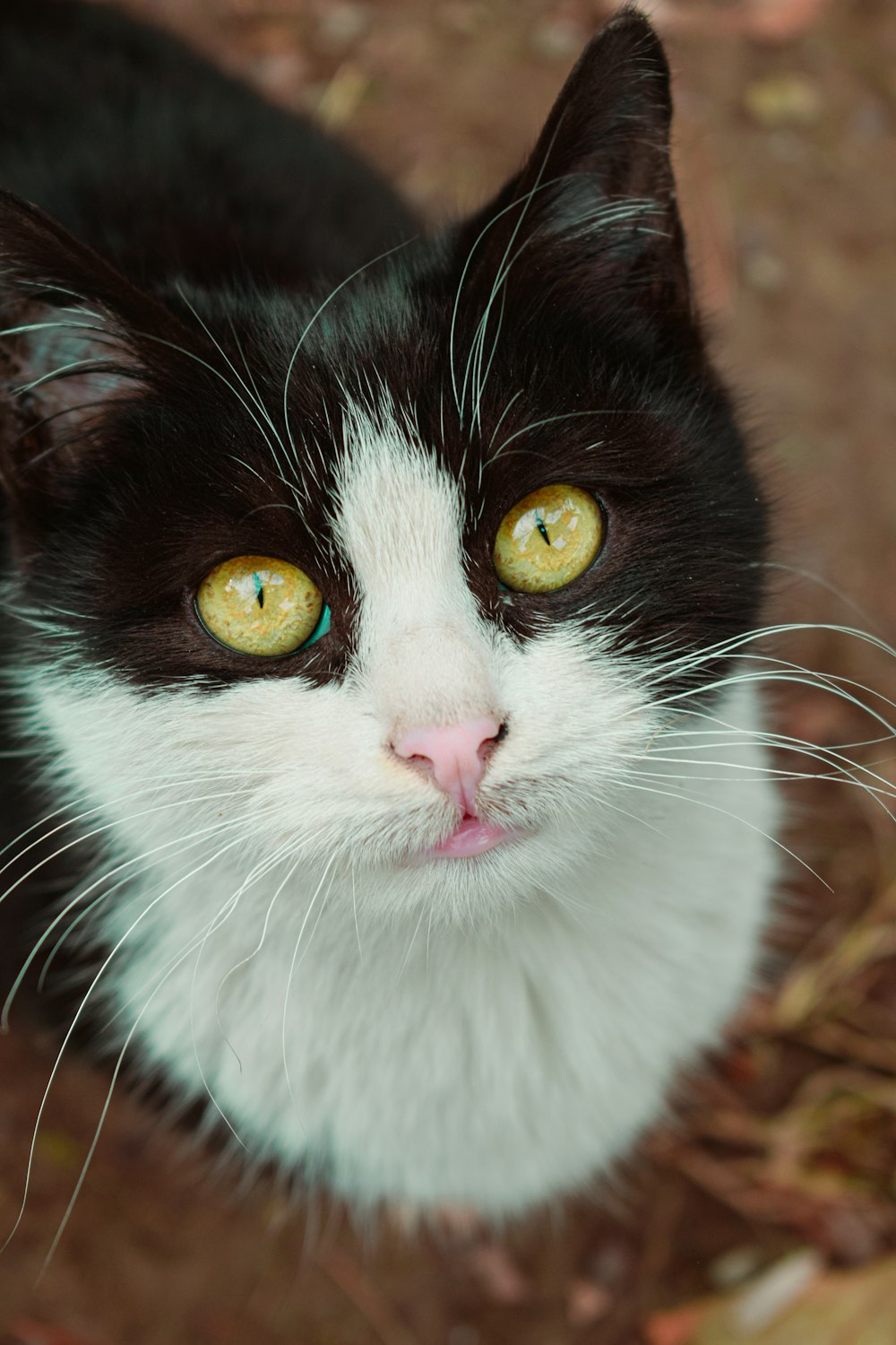 a black and white cat with yellow eyes looking up