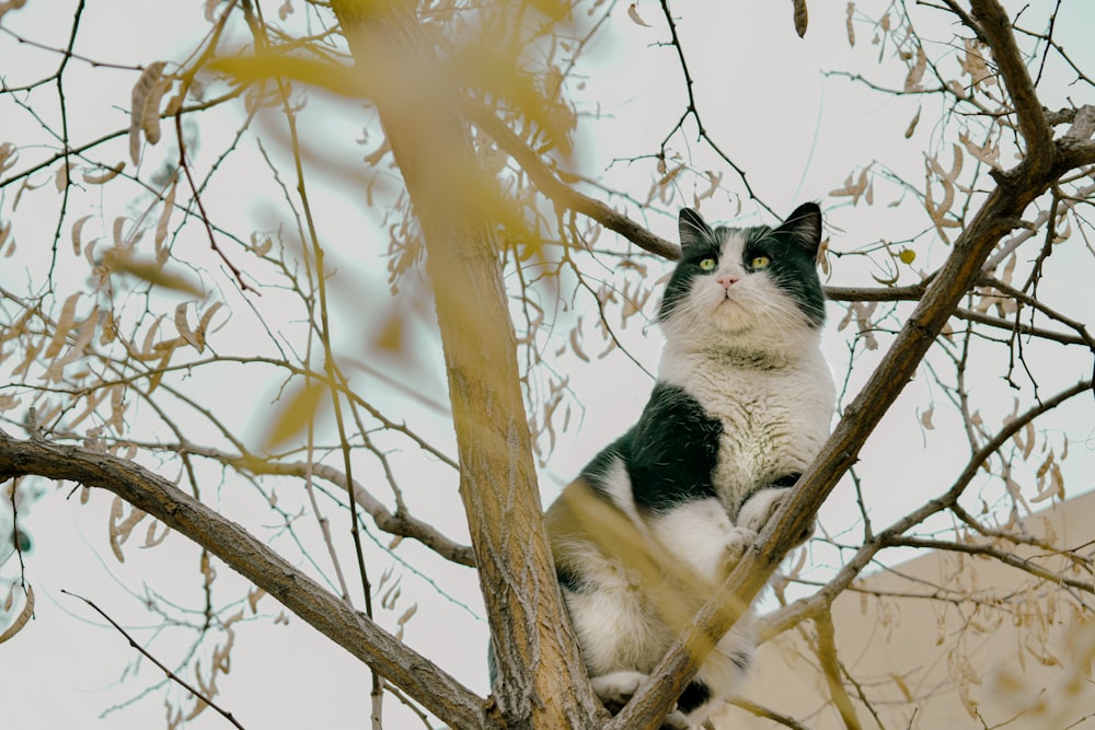 a black and white cat sitting in a tree