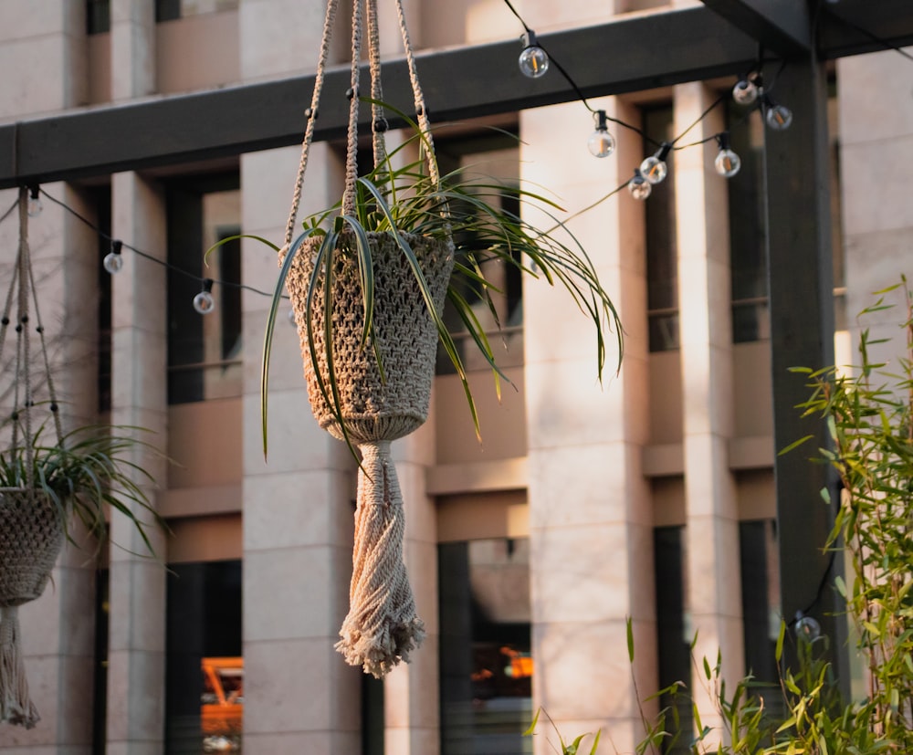 a group of hanging plants in front of a building