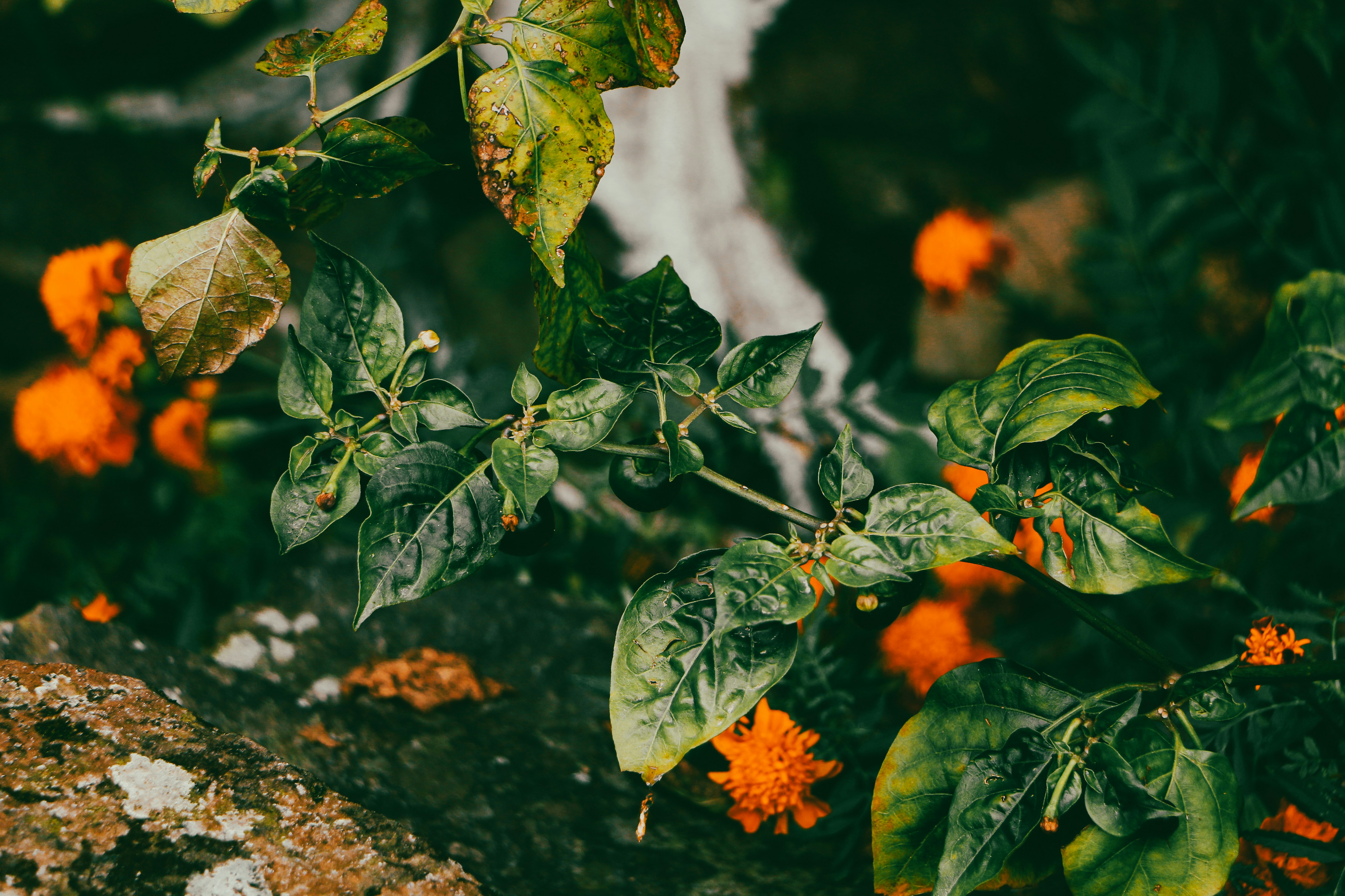 Photo by neha1301039