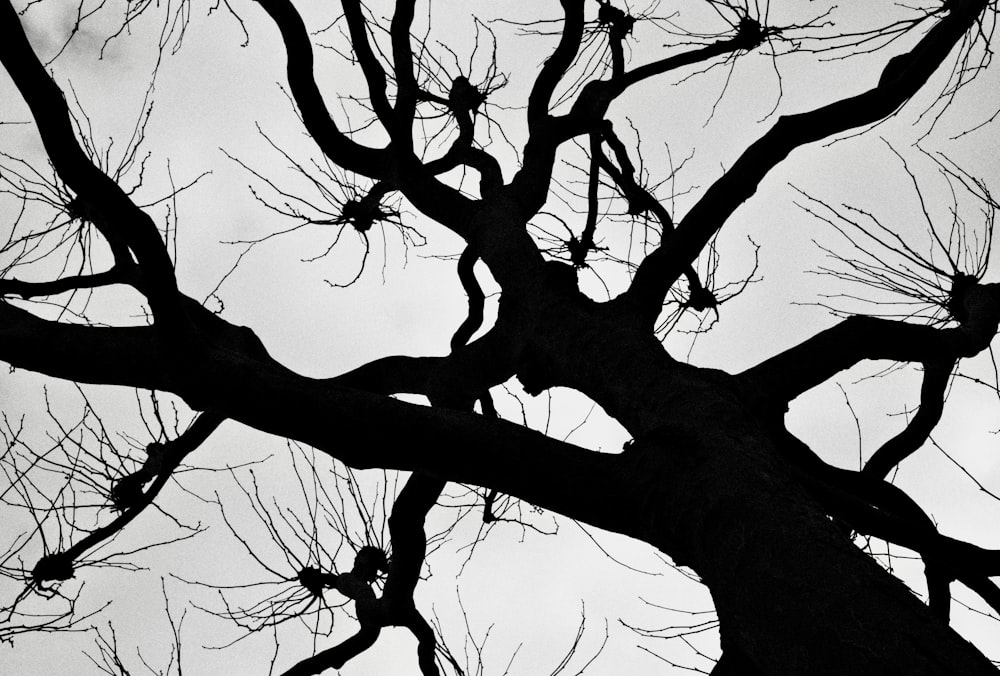 a black and white photo of a tree with no leaves