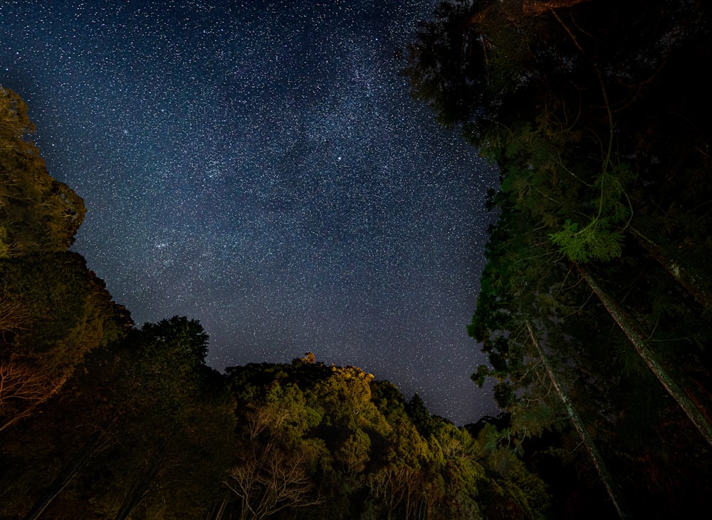 the night sky is filled with stars and trees