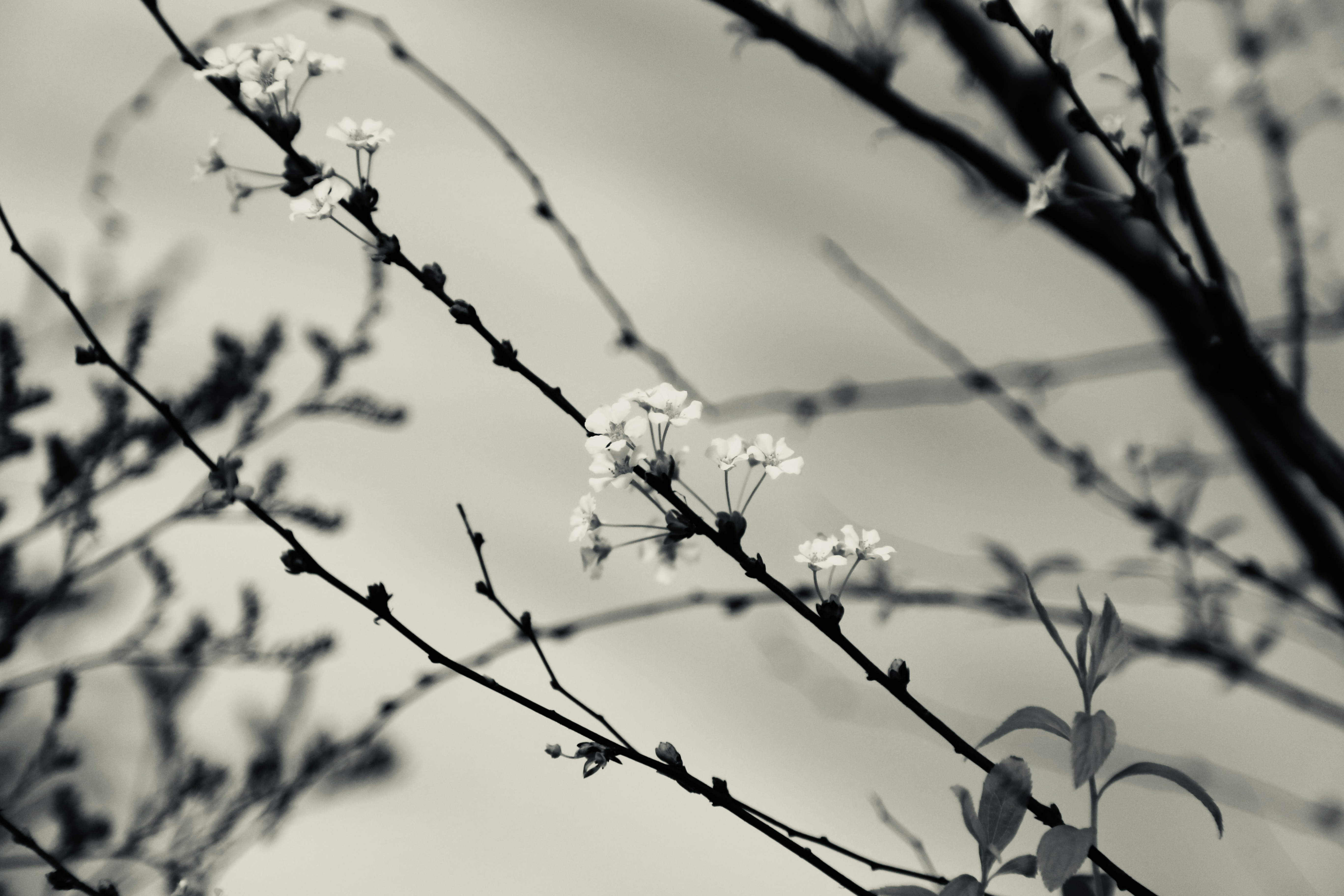 Photo by dickenslin76