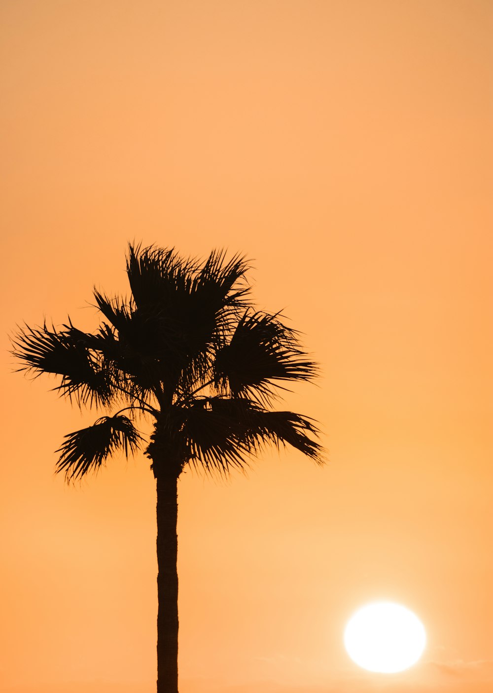 a silhouette of a palm tree against a sunset