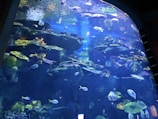 A large aquarium filled with diverse marine life, including various fish species swimming around vibrant coral reefs. The water is illuminated with a soft blue light, enhancing the colors of the corals and fish. Bubbles are rising to the surface, creating a dynamic and lively scene.