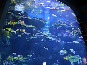 Close-up of a saltwater aquarium with coral reefs and exotic fish.