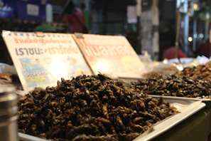 Informational posters explaining the environmental benefits of insect-based pet food at a public awareness booth.