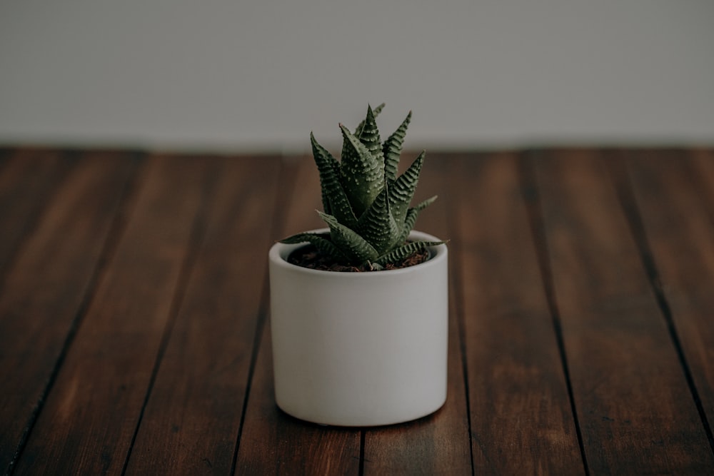 a small green plant sitting on top of a wooden table