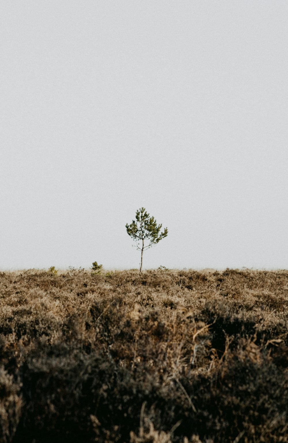 a lone tree stands alone in the middle of a field