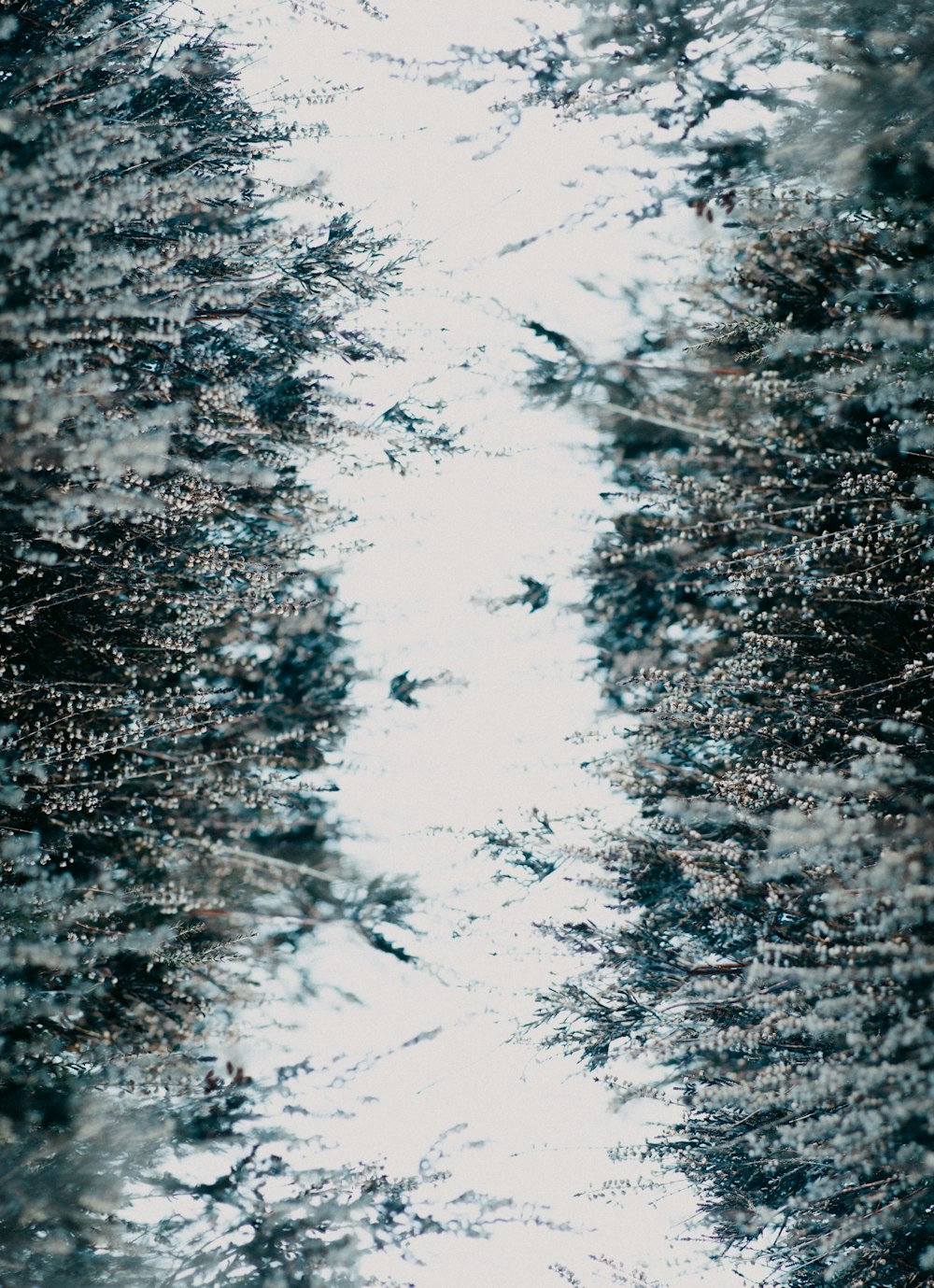 a reflection of trees in a puddle of water