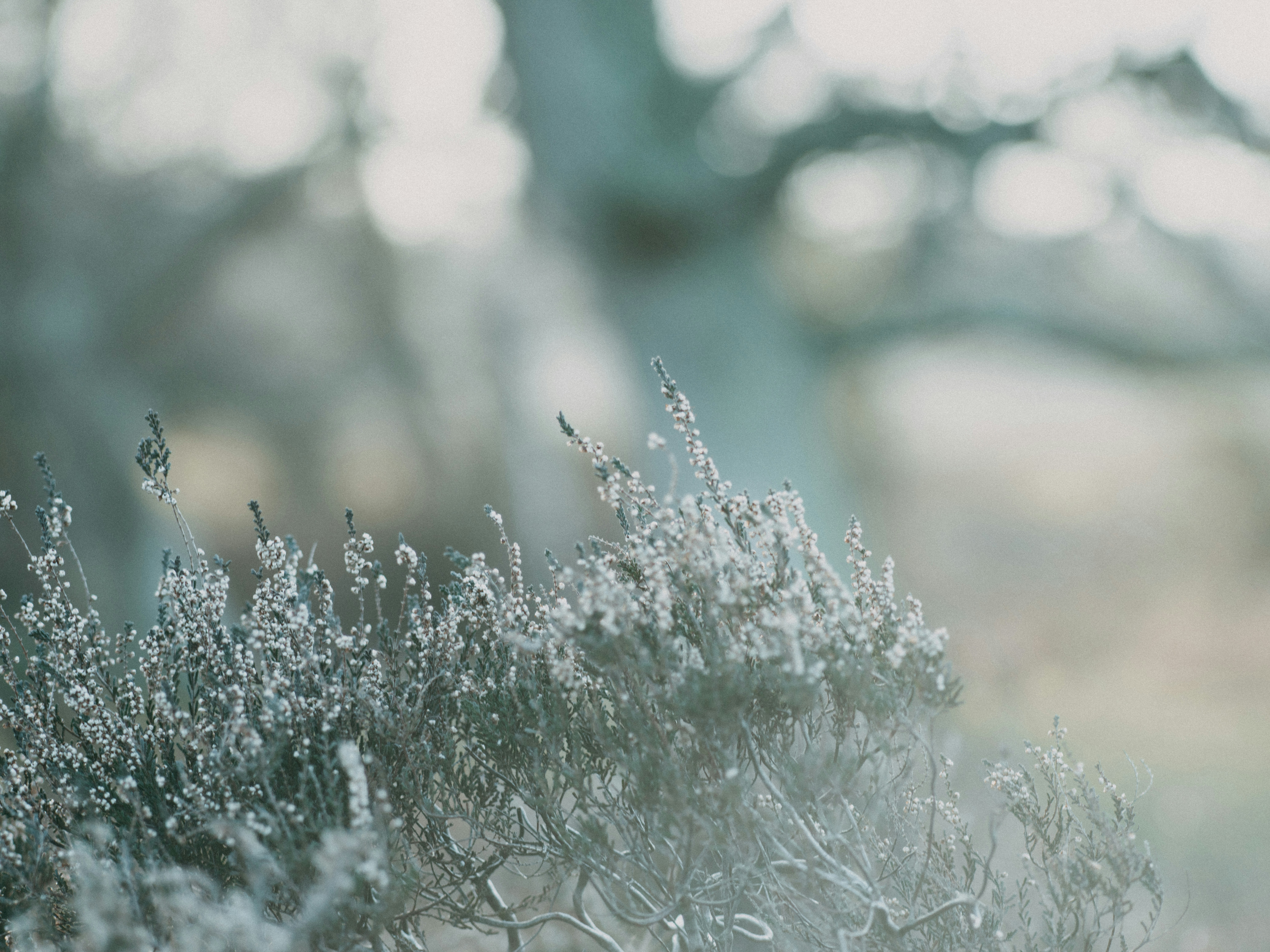 Photo by anniespratt