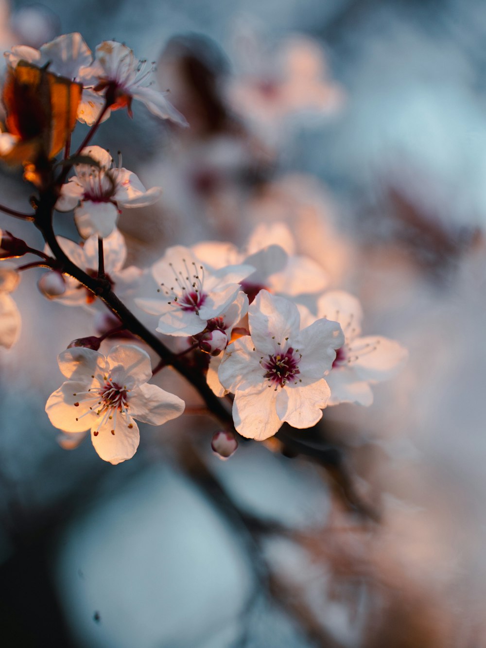 A close up of a flower on a tree branch photo – Free France Image ...