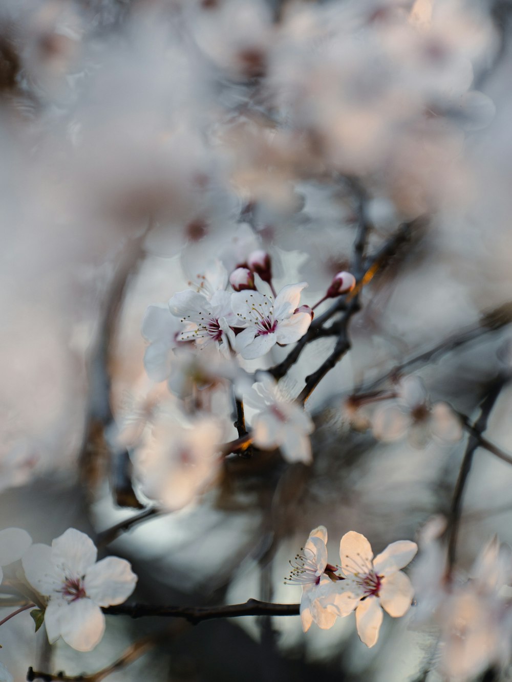 a close up of a tree with white flowers