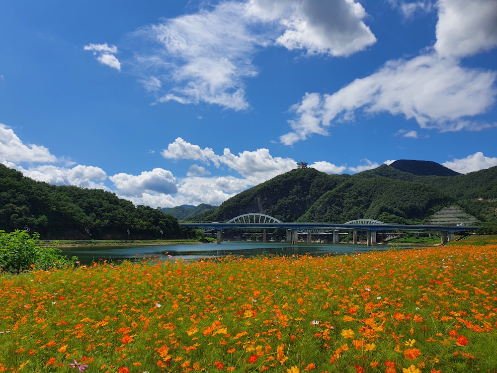 ein Blumenfeld mit einer Brücke im Hintergrund