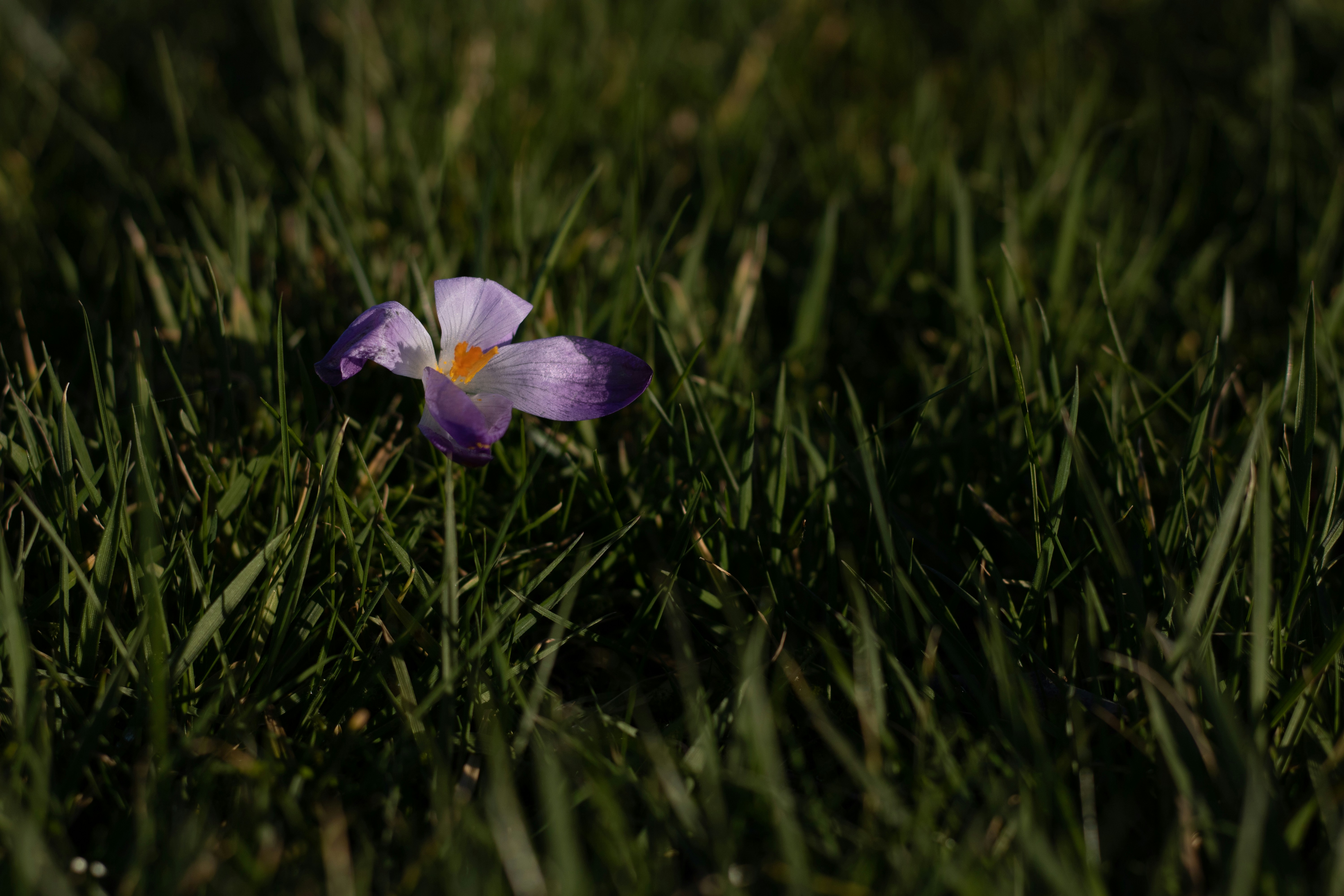 Photo by mirkofabian