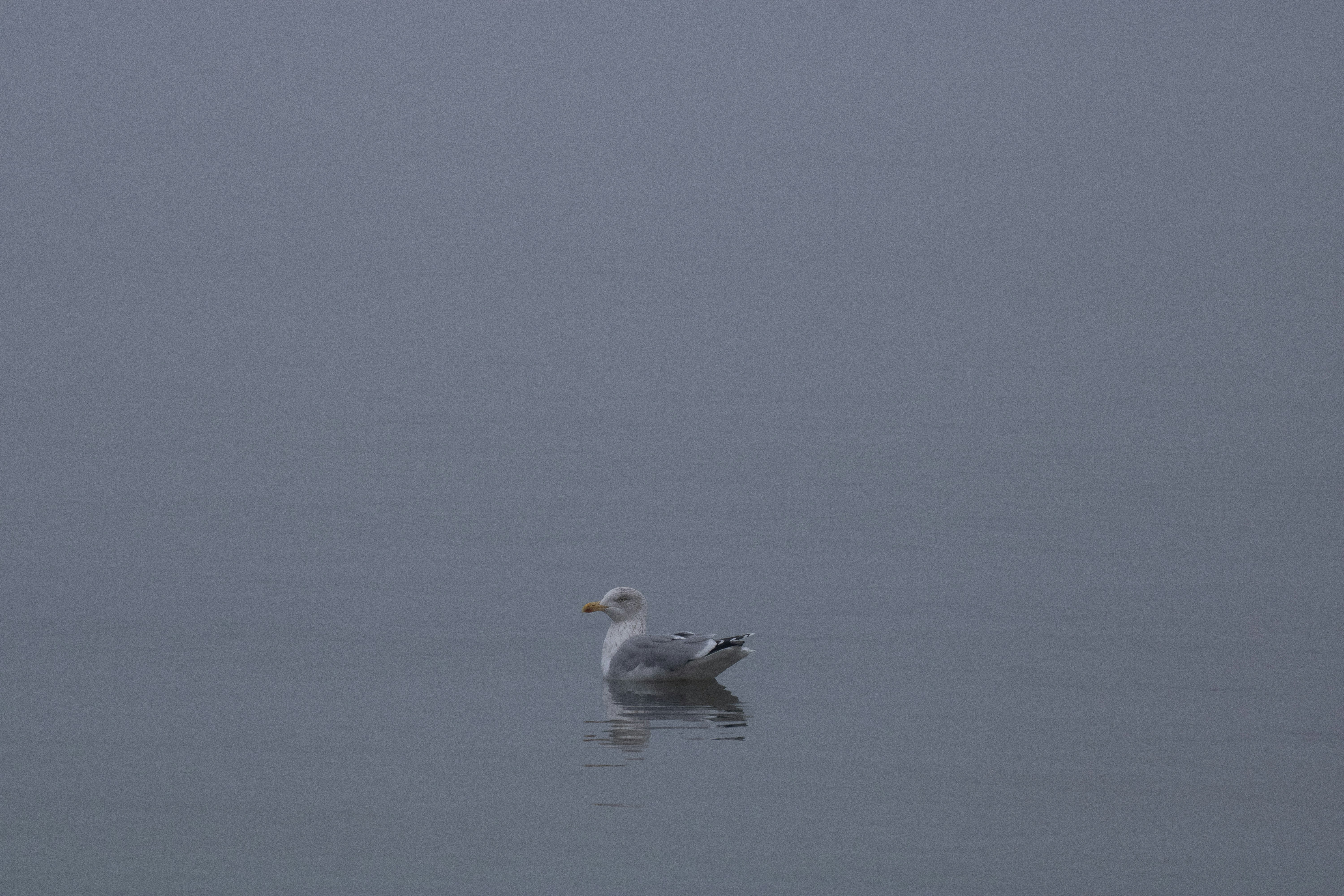 Photo by mirkofabian