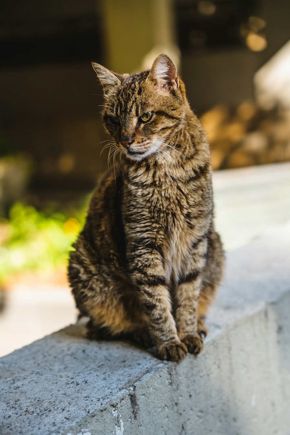 a cat is sitting on a ledge outside