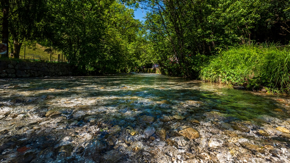 a river running through a lush green forest