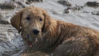 a wet dog in a body of water