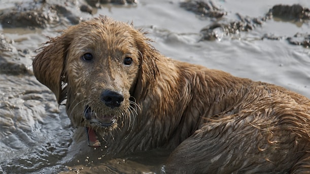 a wet dog in a body of water