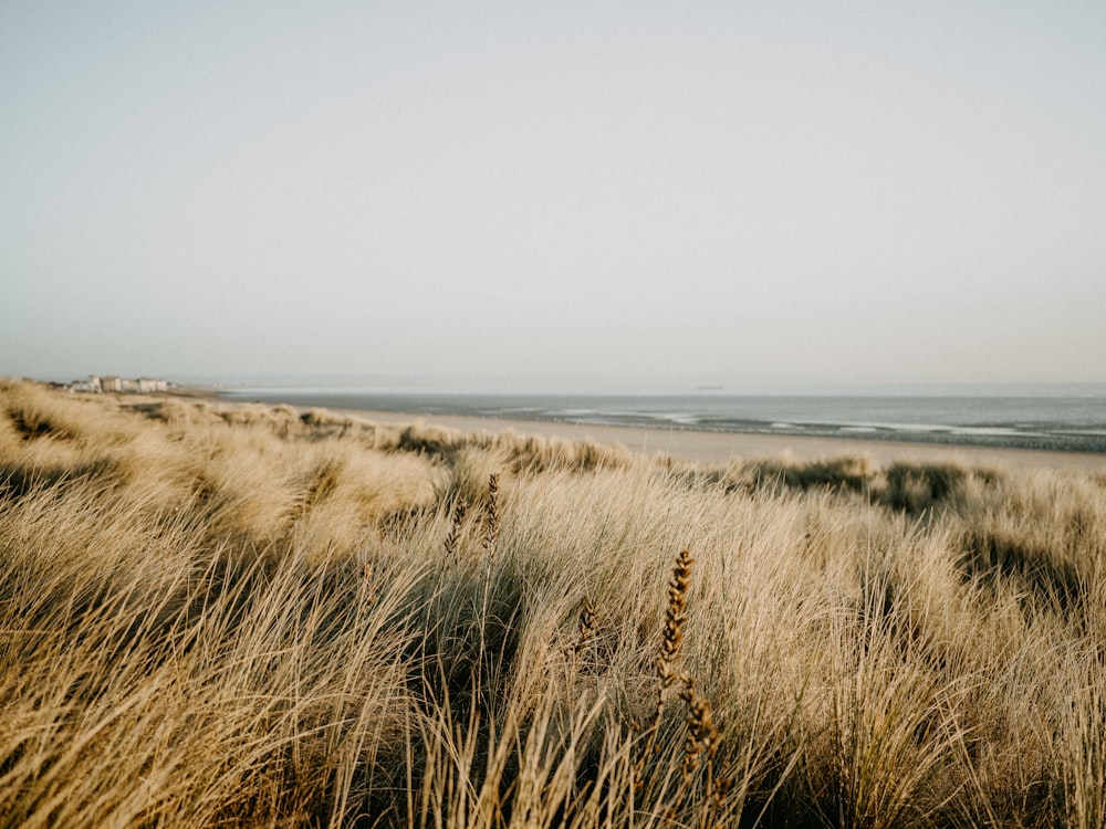 a grassy field with a beach in the background