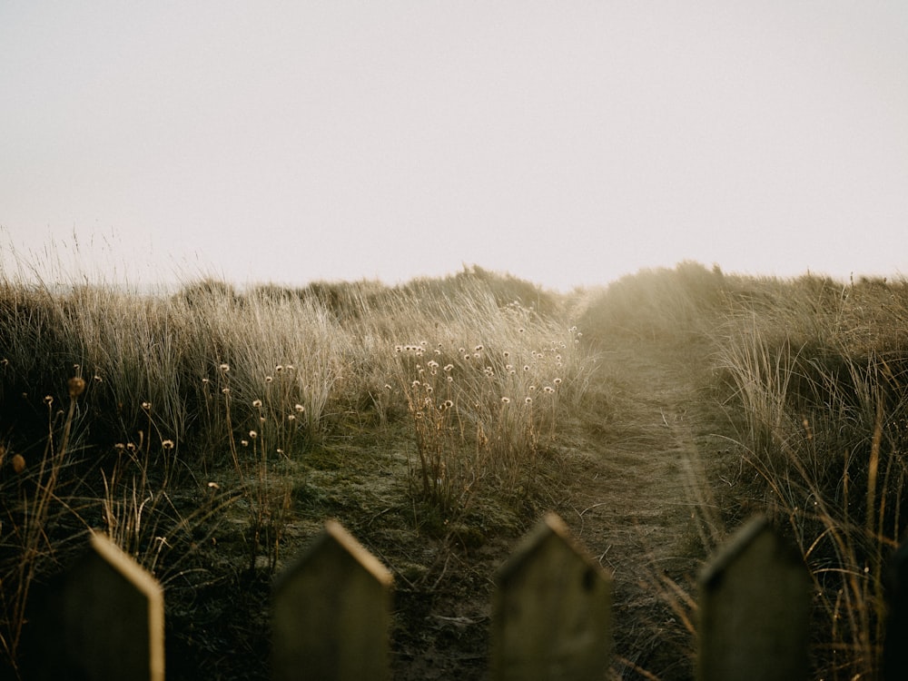 a group of bushes in a field