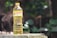A plastic bottle filled with cooking oil is placed outdoors on a stone or concrete surface. The label on the bottle reads 'HEMART', with additional text. The background consists of out-of-focus greenery, including leaves and possibly tree trunks.