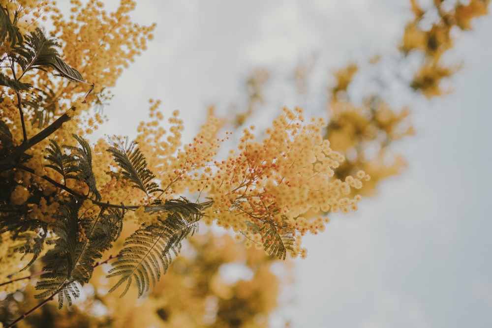 a close up of a tree with yellow flowers