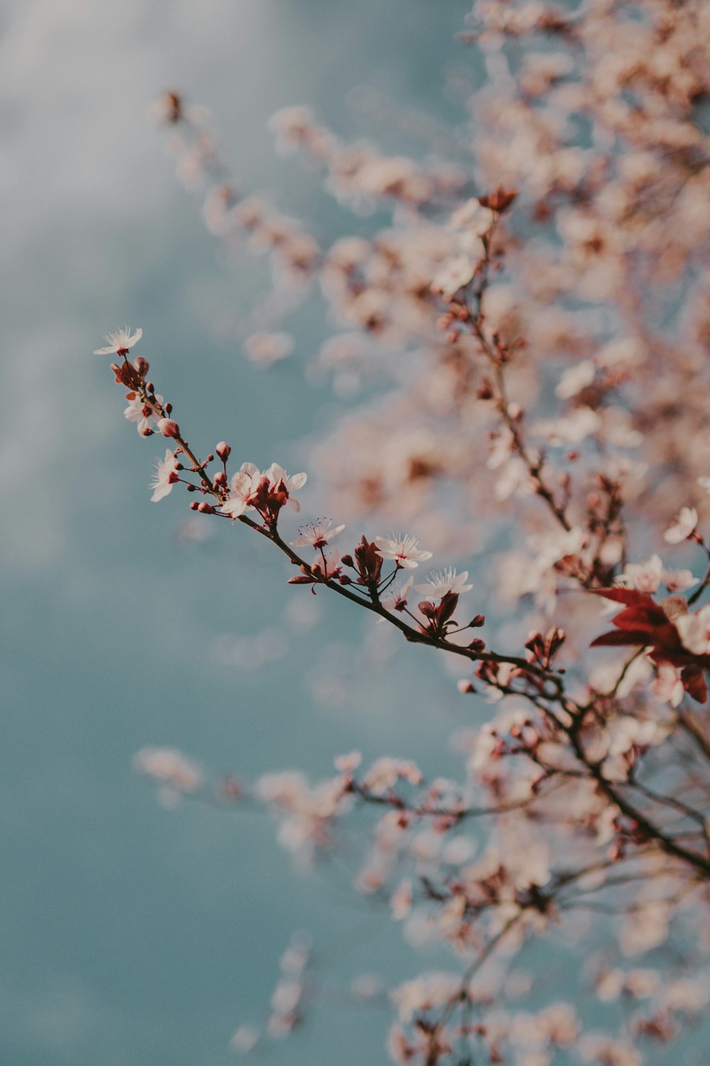 Un primo piano di un albero con fiori bianchi