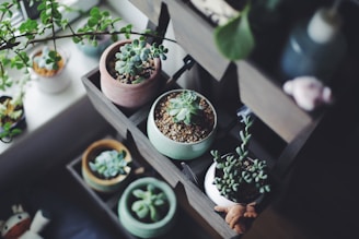 a shelf filled with potted plants on top of a table