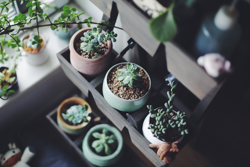 a shelf filled with potted plants on top of a table