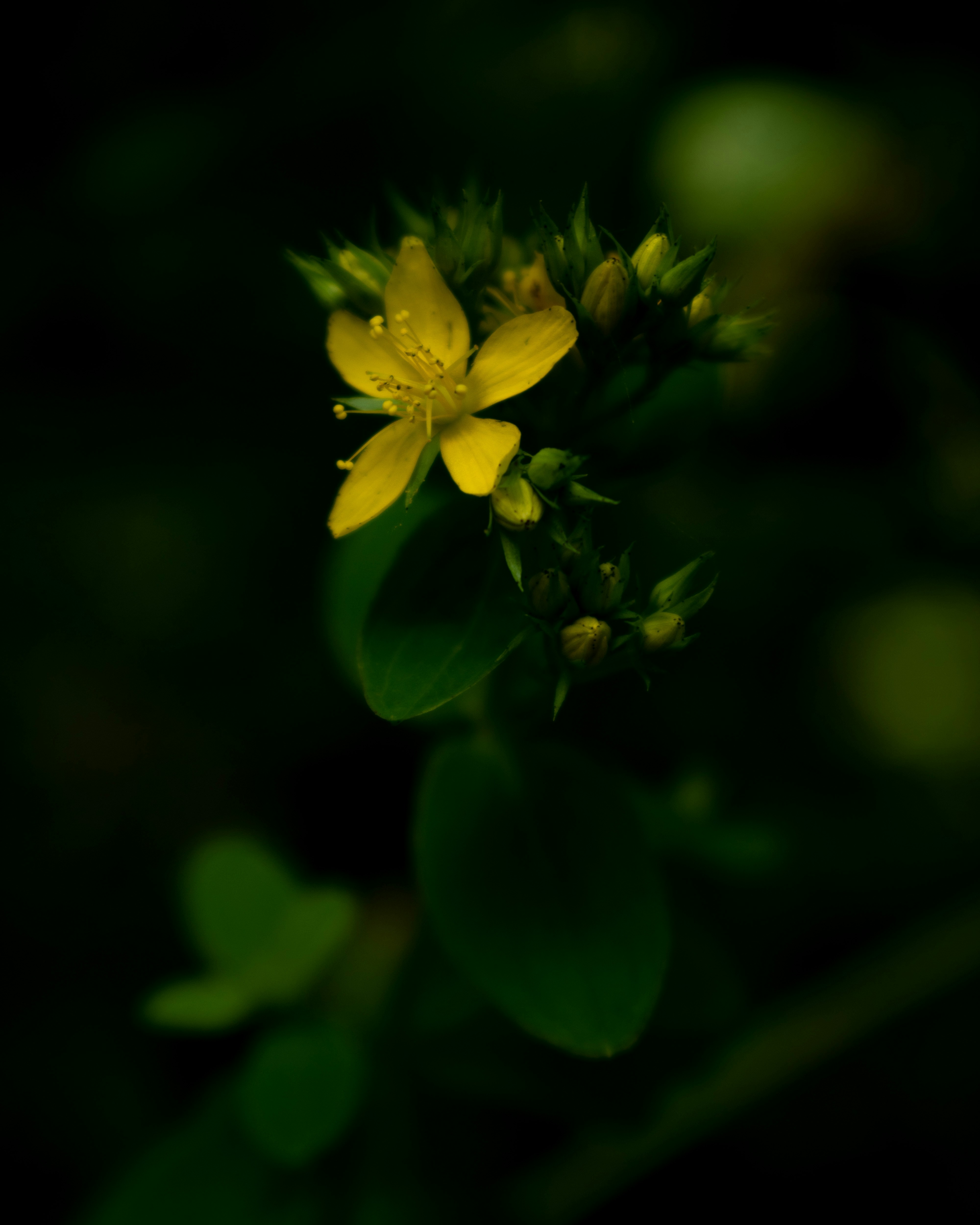 Photo by vjeblackbirdlion