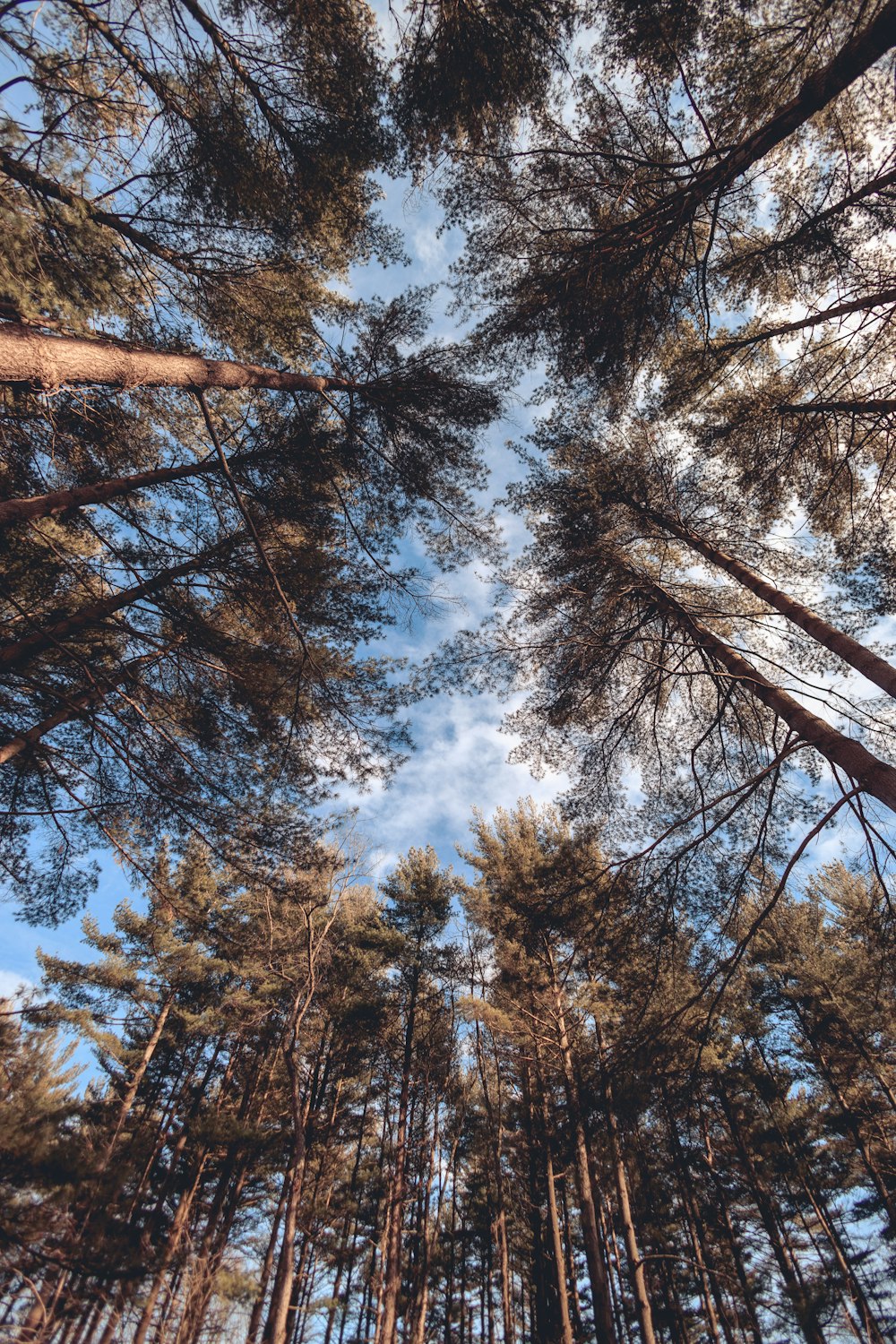 looking up at the tops of tall pine trees