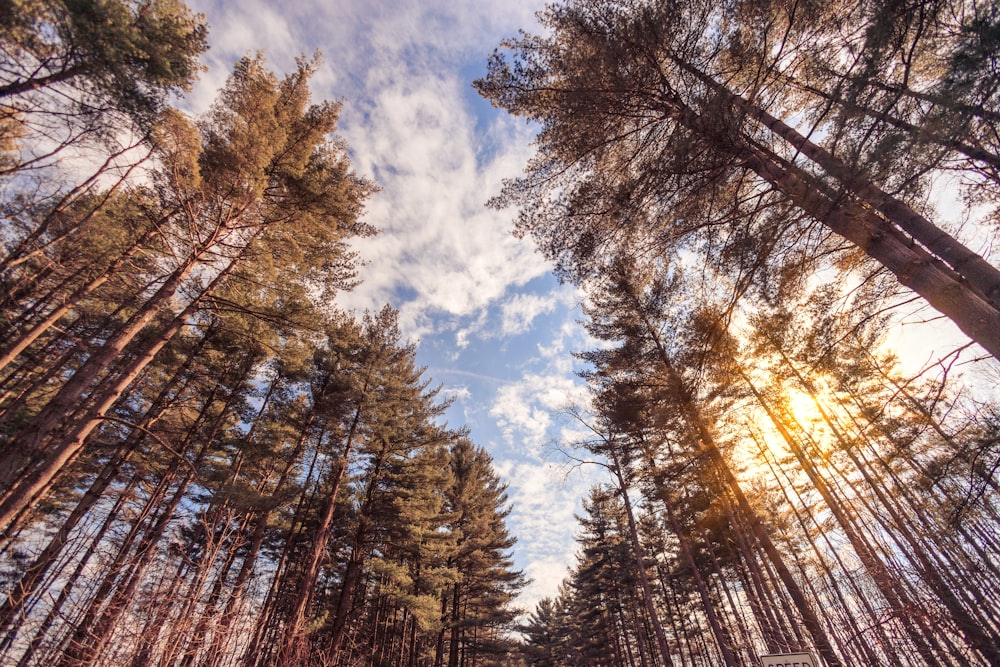 the sun is shining through the trees in the forest