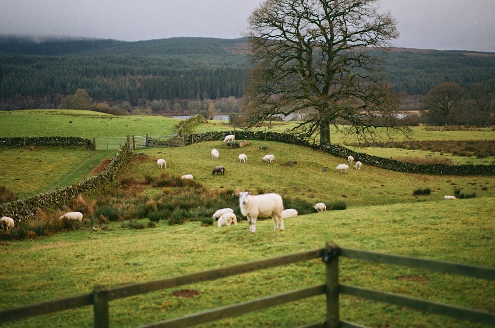 um rebanho de ovelhas pastando em uma encosta verde exuberante