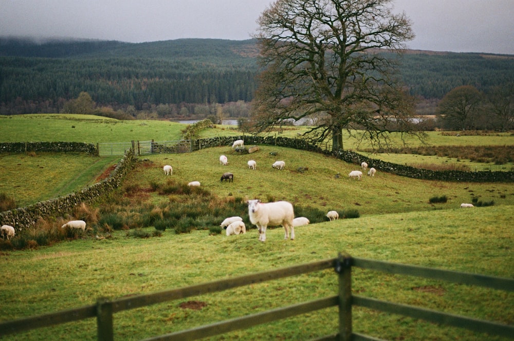 a herd of sheep grazing on a lush green hillside