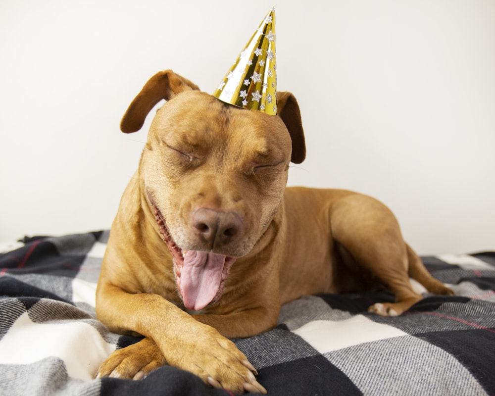 a dog with a party hat laying on a blanket