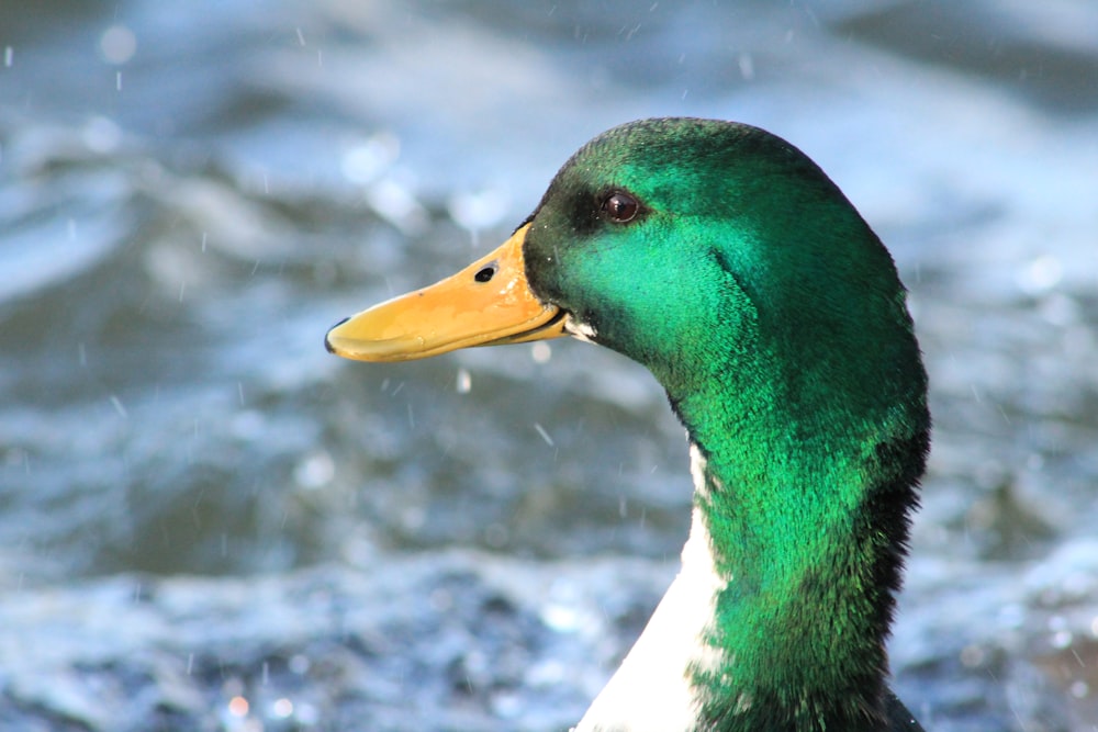 a close up of a duck near a body of water