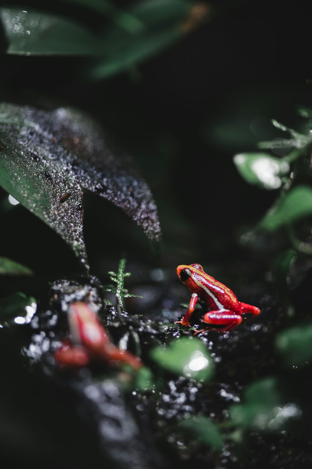 a red frog sitting on top of a leaf covered ground