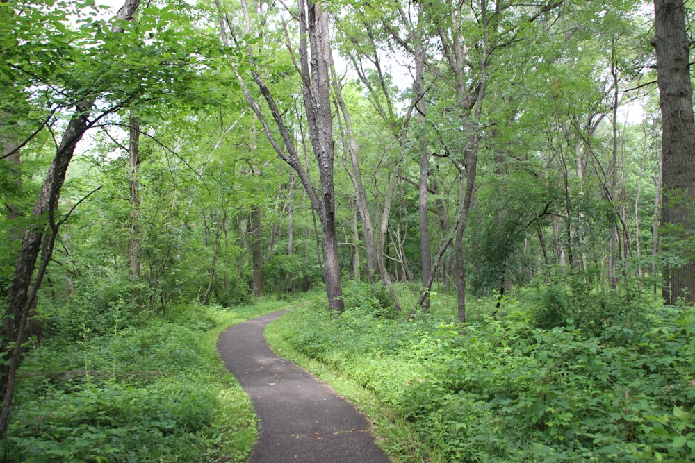 a path in the middle of a green forest