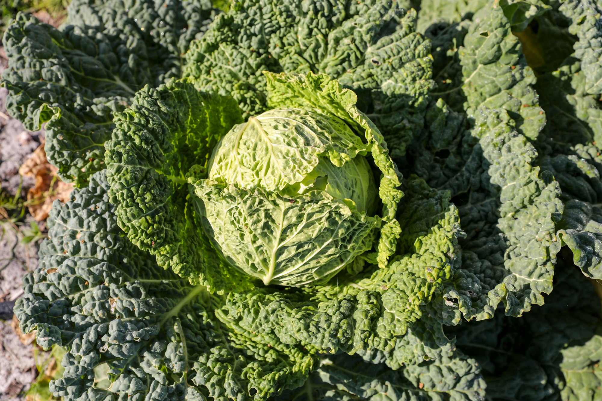 a close up of a head savoy cabbage