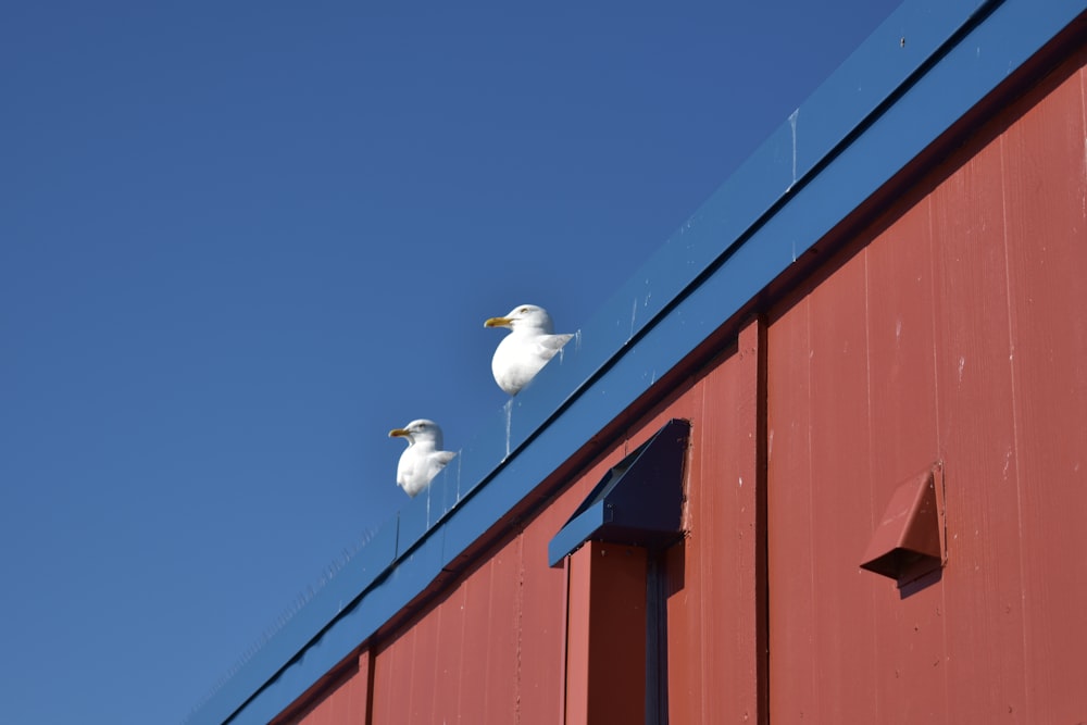 Dos gaviotas sentadas en la parte superior de un edificio rojo