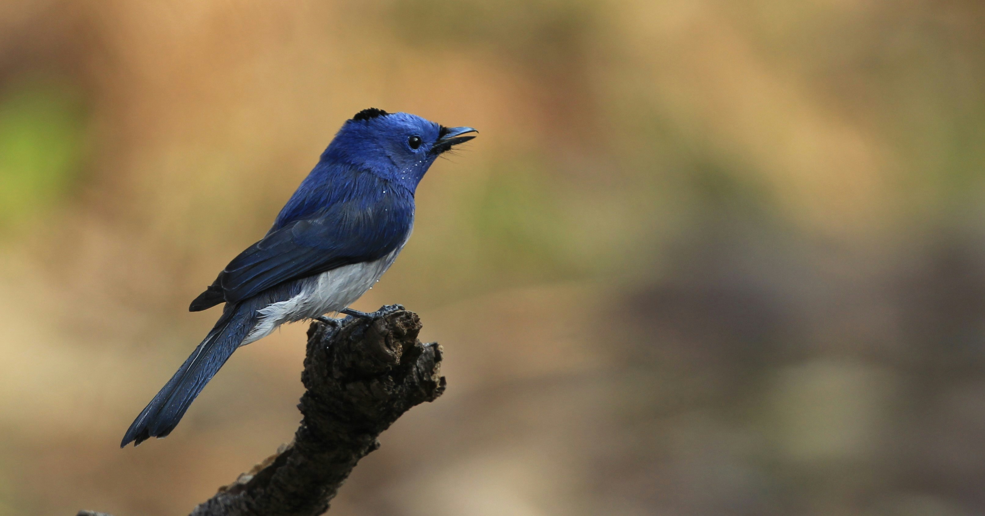 Photo by amolvalimbe