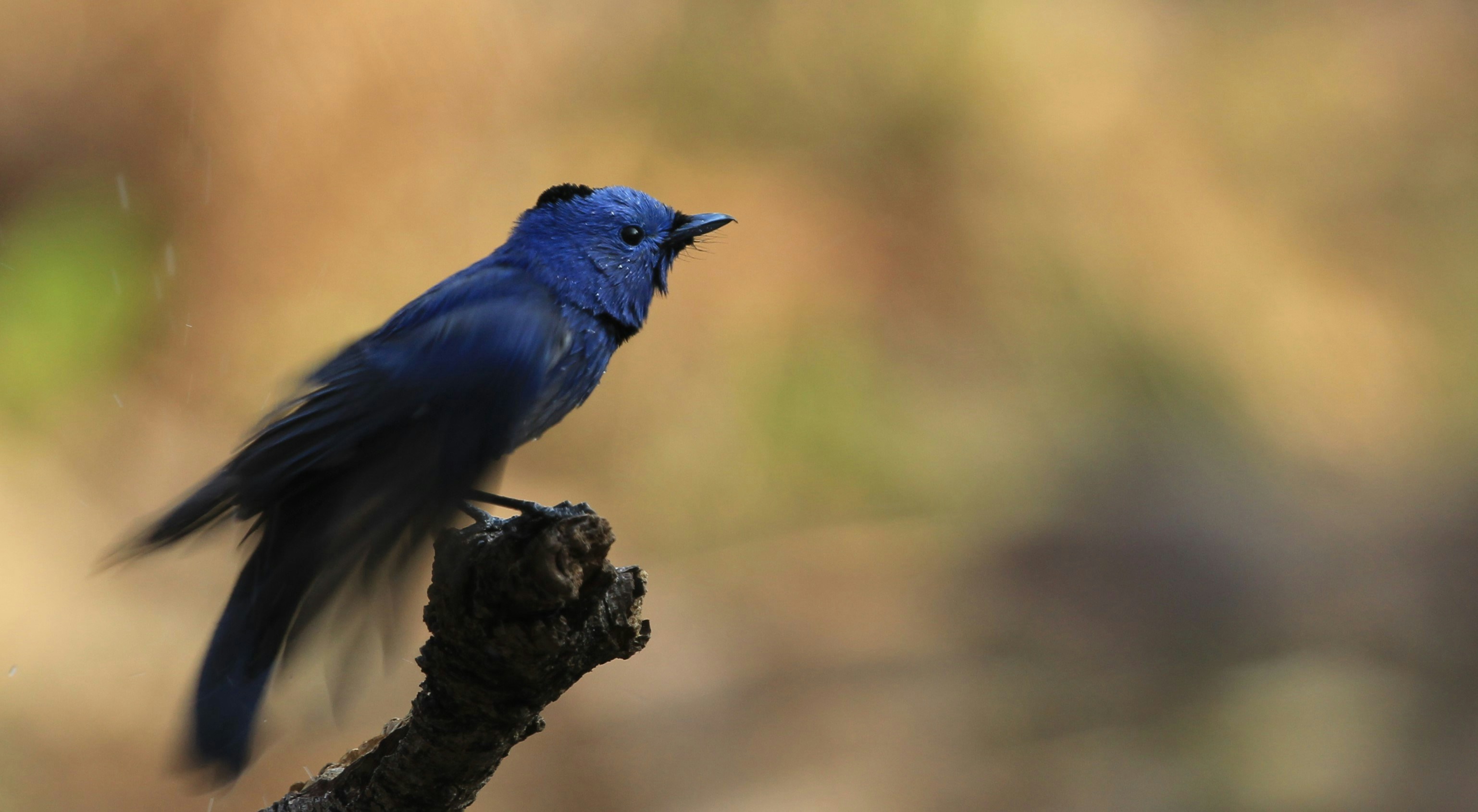 Photo by amolvalimbe