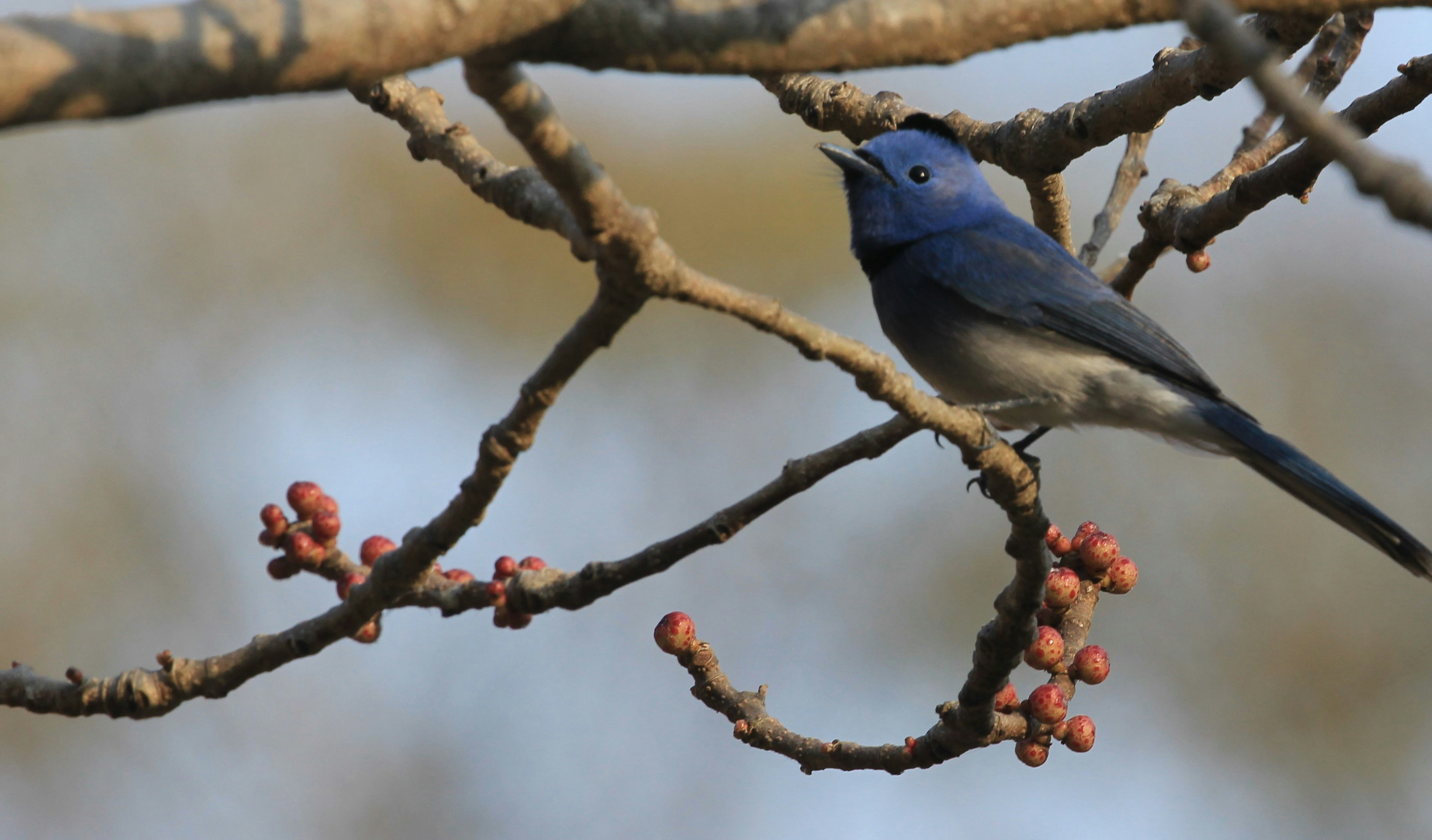 Photo by amolvalimbe